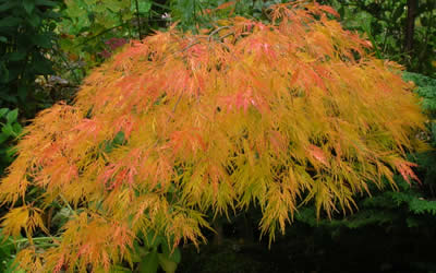 Waterfall Japanese Maple fall color