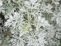 Artemisia - Wormwood