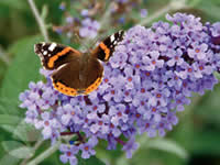 Buddleia - Butterfly Bush