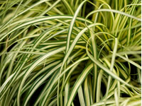 Carex - Sedge Grasses