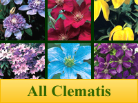 Clematis - All