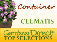 Clematis for Container Gardens
