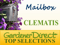 Clematis for the Mailbox