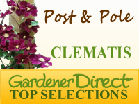 Clematis For Posts & Poles