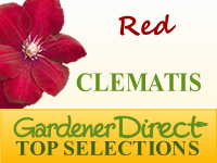 Clematis - Red Flowered