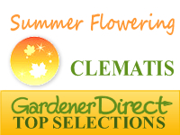 Clematis - Summer Flowering