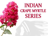 Fauriei Hybrid Indian Crape Myrtle Series
