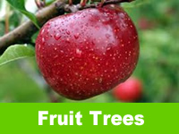 Fruiting Trees