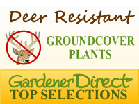 Groundcover Plants - Deer Resistant