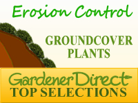 Groundcover Plants - Erosion Control