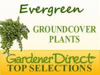 Groundcover Plants - Evergreen