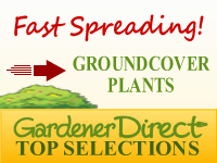 Groundcover Plants - Fast Spreading
