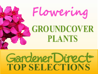 Groundcover Plants - Flowering