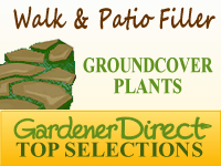 Groundcover Plants - Gap & Crevice Fillers