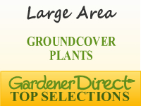 Groundcover Plants - Large Area
