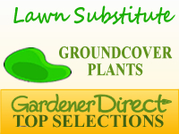 Groundcover Plants - Lawn Substitute