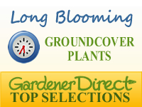 Groundcover Plants - Long Blooming