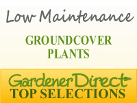 Groundcover Plants - Low Maintenance