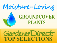 Groundcover Plants - Moisture Loving