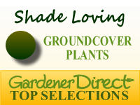 Groundcover Plants - Shade Loving