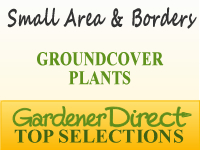 Groundcover Plants - Small Areas & Borders