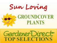 Groundcover Plants - Sun Loving