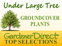 Groundcover Plants - Under Shade Trees