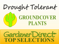 Groundcover Plants - Xeriscape