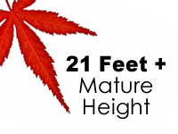 Japanese Maples 21 Feet +