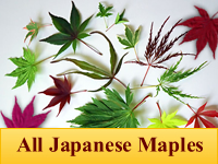 Japanese Maples - All