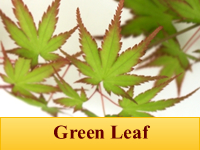Japanese Maples - Green Leaf