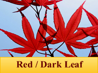 Japanese Maples - Red / Dark Leaf