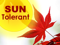 Japanese Maples - Sun Tolerant