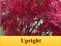 Japanese Maples - Upright