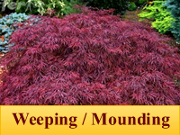 Japanese Maple - Weeping