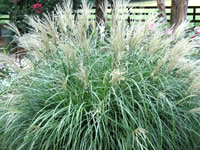 Miscanthus - Maiden Grasses