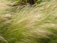 Nassella / Stipa - Feather Grass