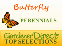 Perennials for Attracting Butterflies
