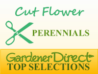 Perennials for Cut Flowers & Foliage