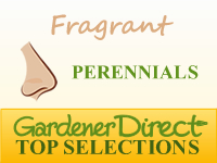 Perennials - Fragrant & Scented