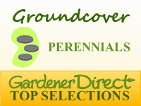 Perennials for Groundcover or Crevices
