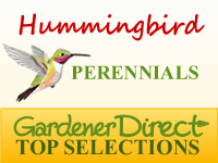 Perennials for Attracting Hummingbirds