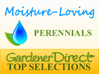 Perennials - Moisture Loving / Bog Plants