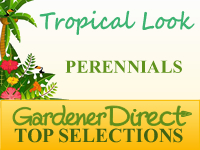 Perennials - Tropical Look