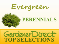 Perennials - Evergreen