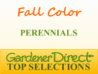 Perennials for Fall Color