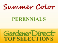 Perennials for Summer Color