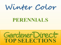 Perennials for Winter Color