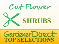 Shrubs for Cut or Dried Flowers