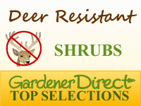 Shrubs - Deer Resistant
